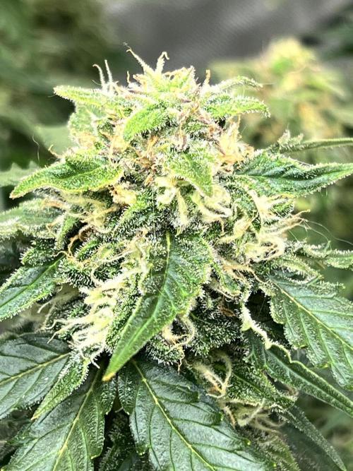 Grow 2. Week 10 - Sticky orange auto