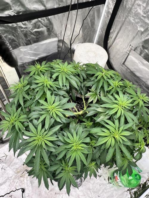 Grow 2. Week 10 - Purple cookie kush