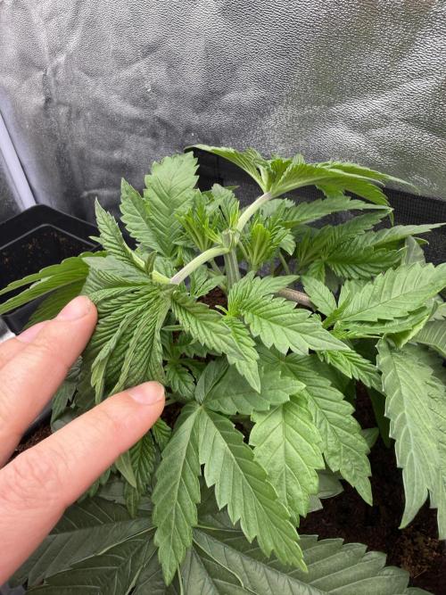 Dark Nectar. Week 4 - 16.12