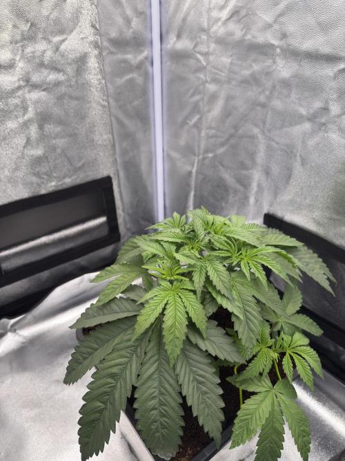 Dark Nectar. Week 4 - 20.12