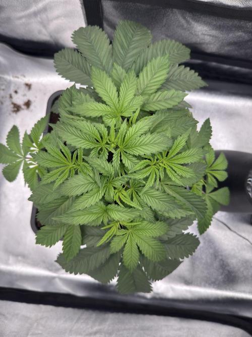 Dark Nectar. Week 4 - 20.12