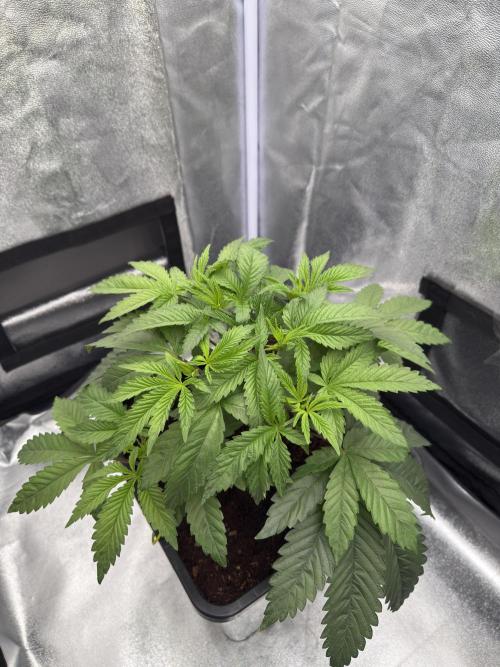 Dark Nectar. Week 4 - 21.12