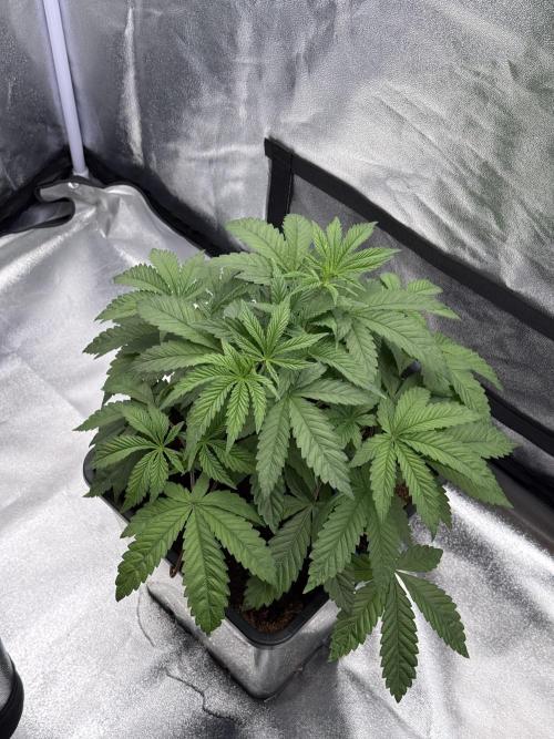 Dark Nectar. Week 4 - 23.12