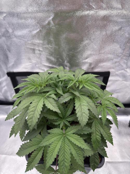 Dark Nectar. Week 4 - 23.12