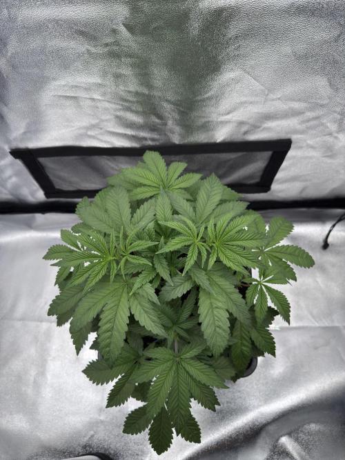 Dark Nectar. Week 4 - 23.12