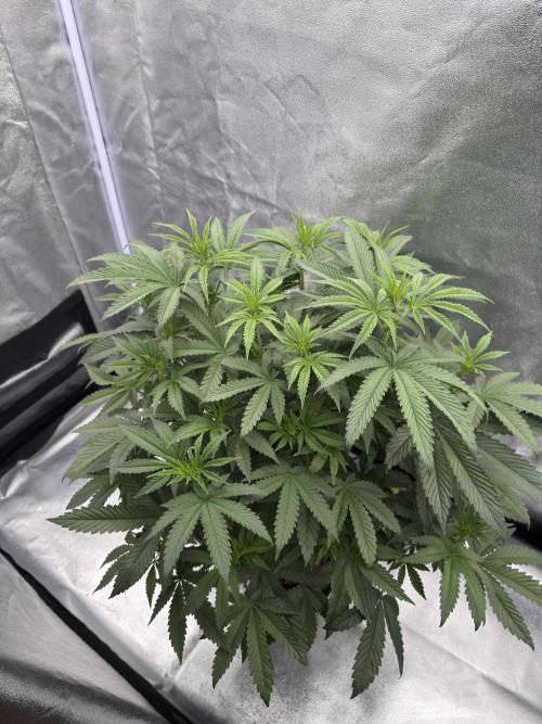 Dark Nectar. Week 7 - 09.01.2026