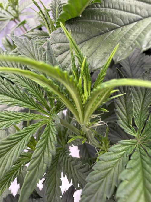 Dark Nectar. Week 7 - 10.01.2026