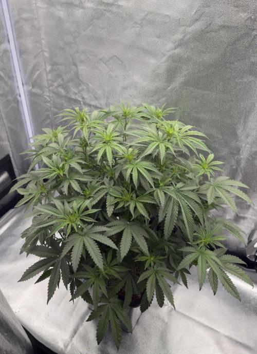 Dark Nectar. Week 7 - 10.01.2026