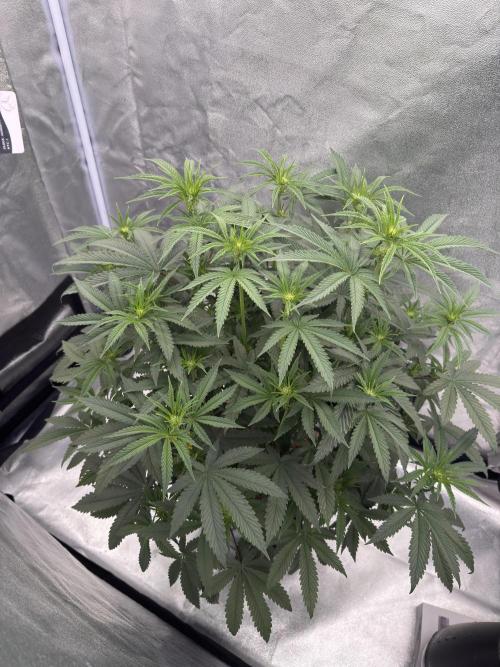 Dark Nectar. Week 7 - 11.01.2026