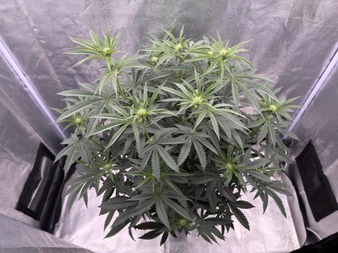 Dark Nectar. Week 7 - 12.01.2026