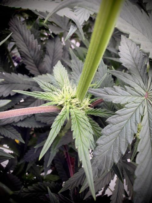 Dark Nectar. Week 7 - 12.01.2026