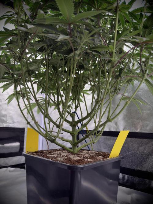 Dark Nectar. Week 7 - 12.01.2026