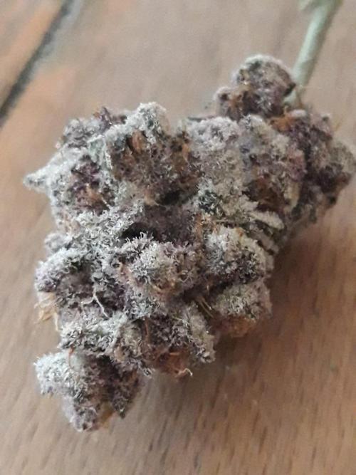 potcracker back. Week 8