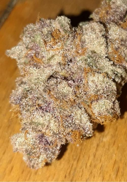 potcracker back. Week 8