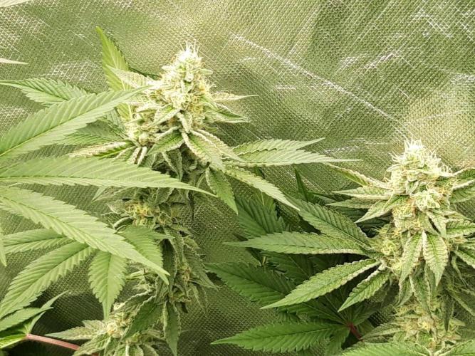 The Final Chapter. Week 7 - Bananaconda