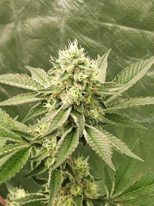 The Final Chapter. Week 7 - Bananaconda