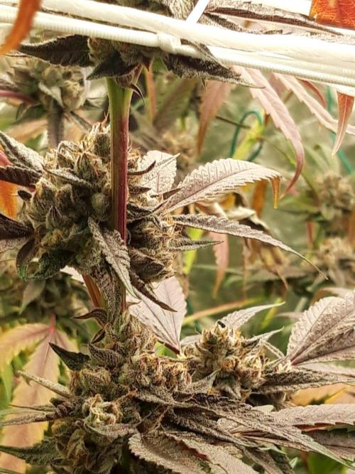 The Final Chapter. Week 8 - bubblegum