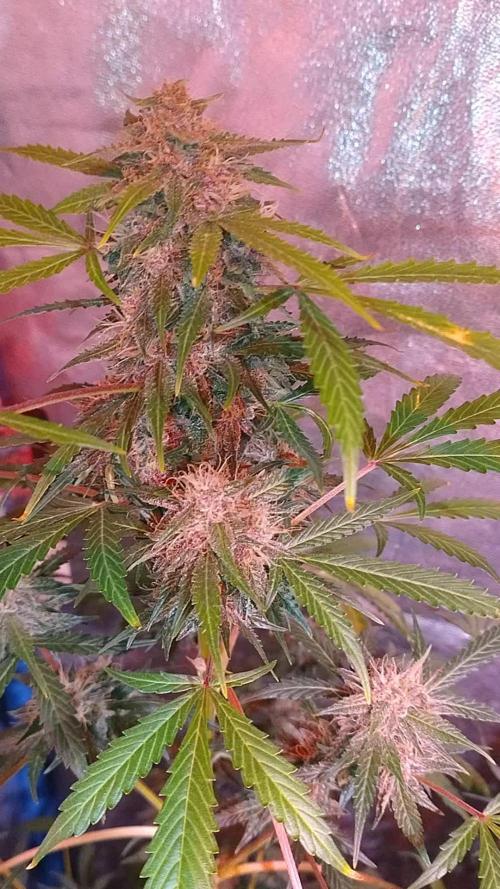 AUTOFLORECIENTES  Mineral.