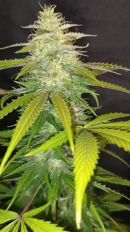 AUTOFLORECIENTES  Mineral.