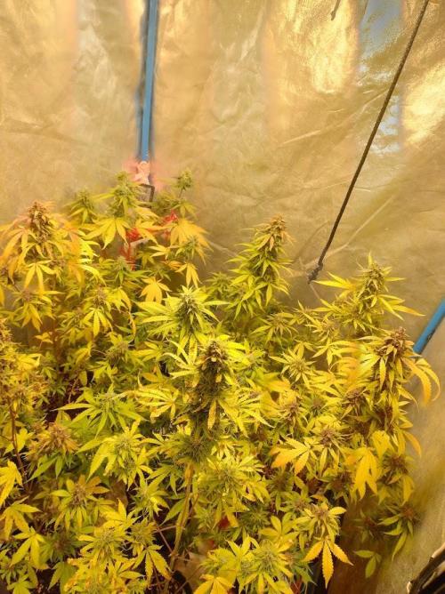 AUTOFLORECIENTES  Mineral.. Week 11 - AK Ultra y Cherry lemon Carpa 1x1