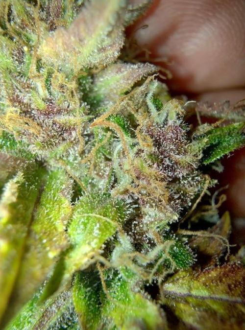 AUTOFLORECIENTES  Mineral.. Week 12