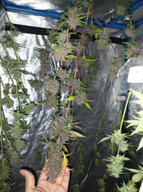 AUTOFLORECIENTES  Mineral.. Week 12