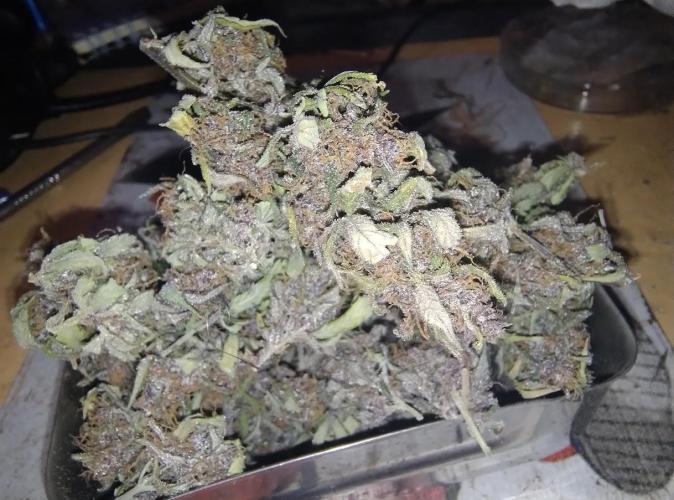 AUTOFLORECIENTES  Mineral.. Week 12