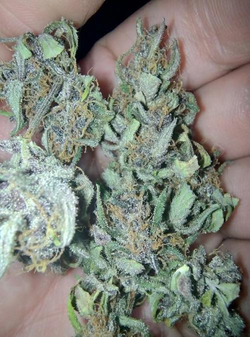 AUTOFLORECIENTES  Mineral.. Week 12