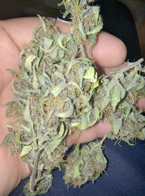 AUTOFLORECIENTES  Mineral.. Week 12