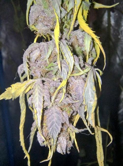 AUTOFLORECIENTES  Mineral.. Week 12