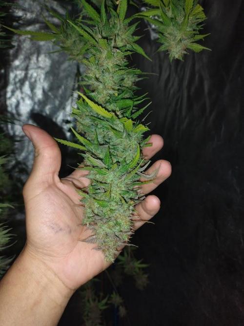 AUTOFLORECIENTES  Mineral.. Week 12