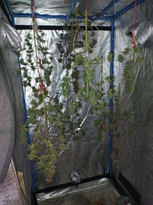 AUTOFLORECIENTES  Mineral.. Week 12