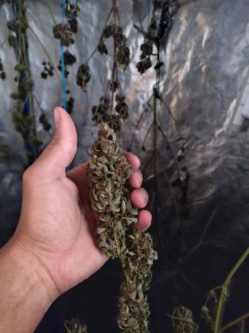 AUTOFLORECIENTES  Mineral.. Week 12