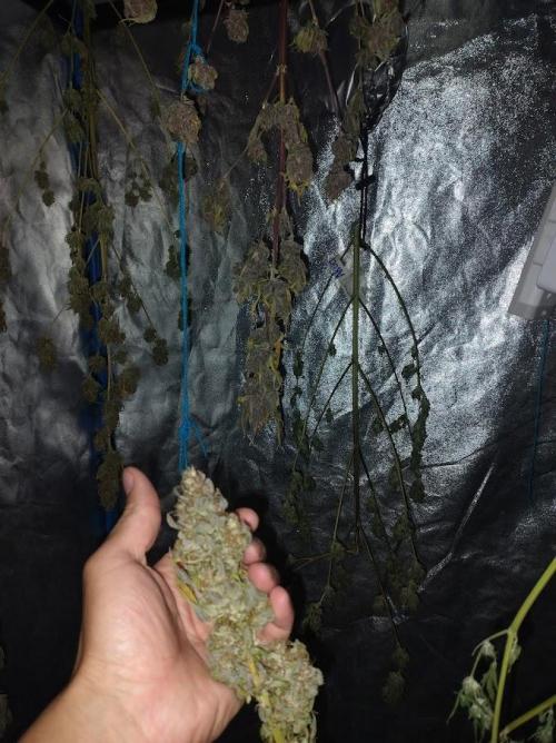 AUTOFLORECIENTES  Mineral.. Week 12