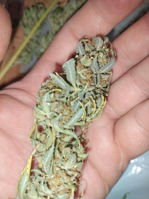 AUTOFLORECIENTES  Mineral.. Week 12