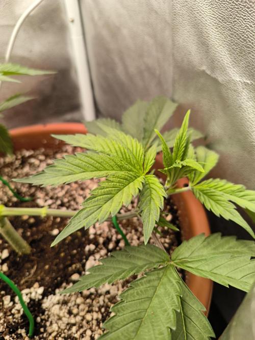 Brokolice eternity. Week 5