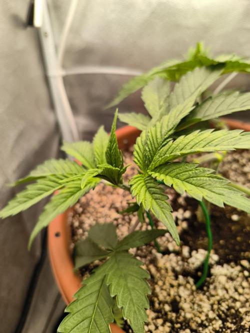 Brokolice eternity. Week 5