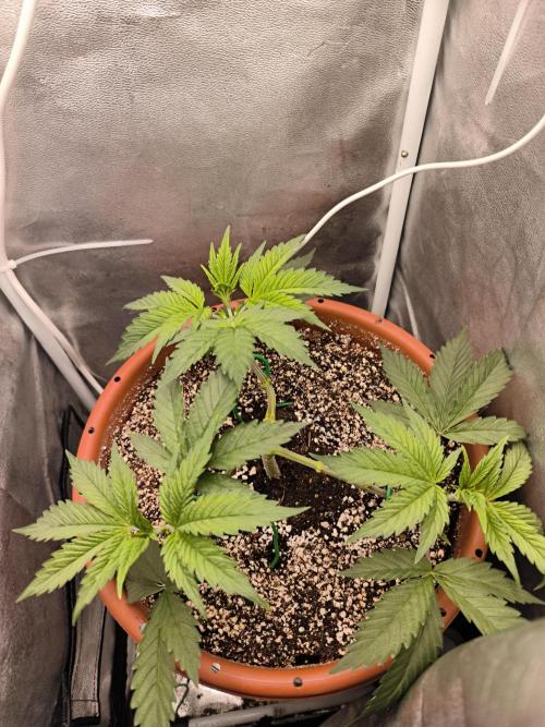 Brokolice eternity. Week 5