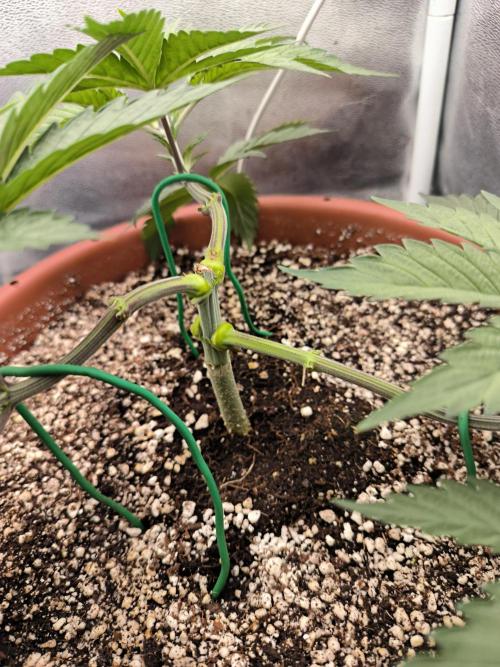 Brokolice eternity. Week 5