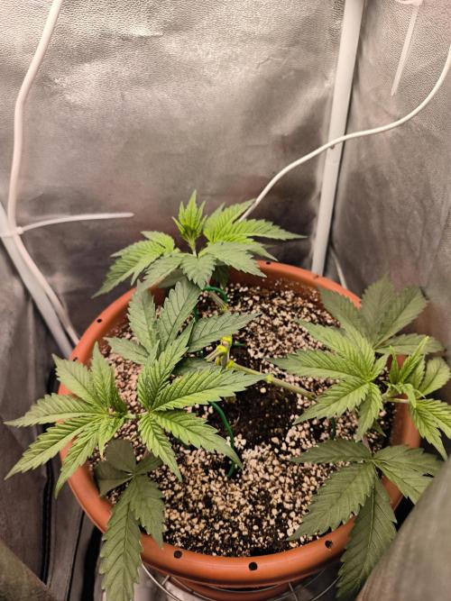 Brokolice eternity. Week 5