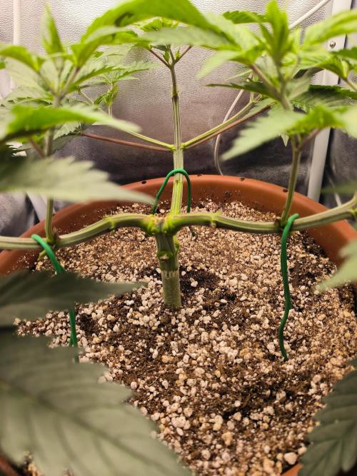 Brokolice eternity. Week 6