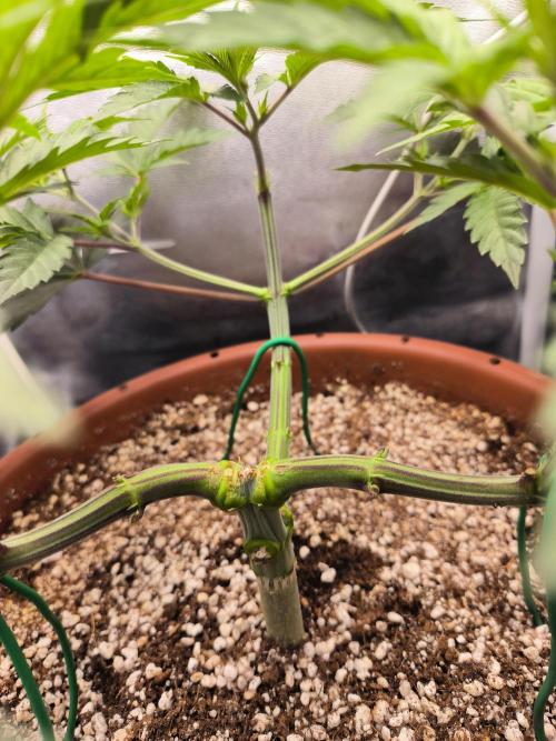 Brokolice eternity. Week 6