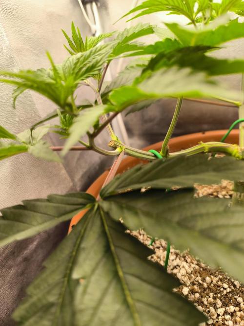 Brokolice eternity. Week 6