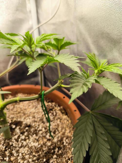 Brokolice eternity. Week 6