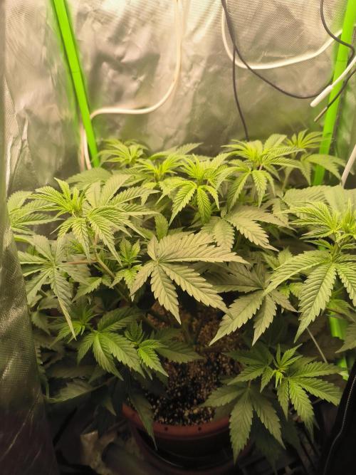 Brokolice eternity. Week 7