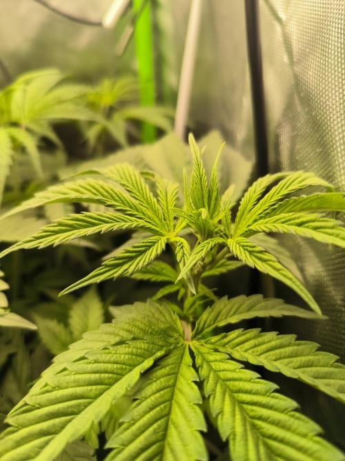 Brokolice eternity. Week 7