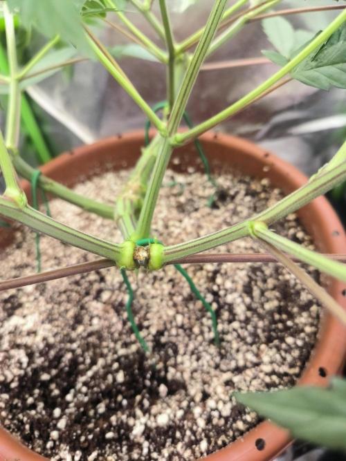 Brokolice eternity. Week 7