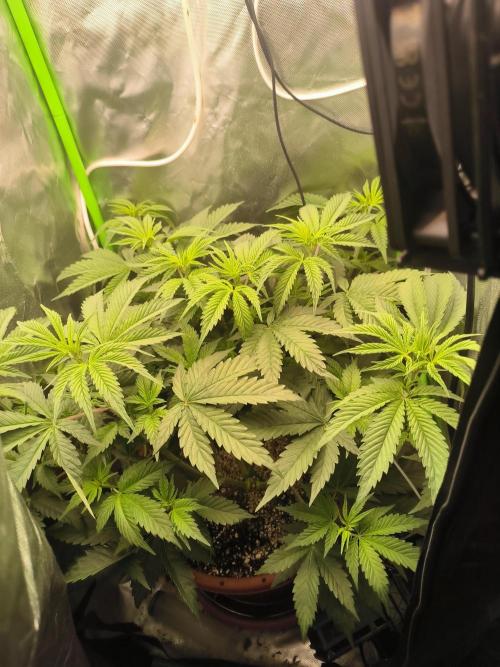 Brokolice eternity. Week 7