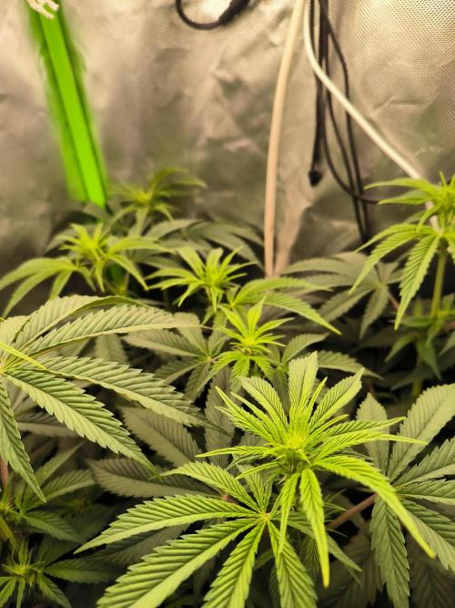 Brokolice eternity. Week 8