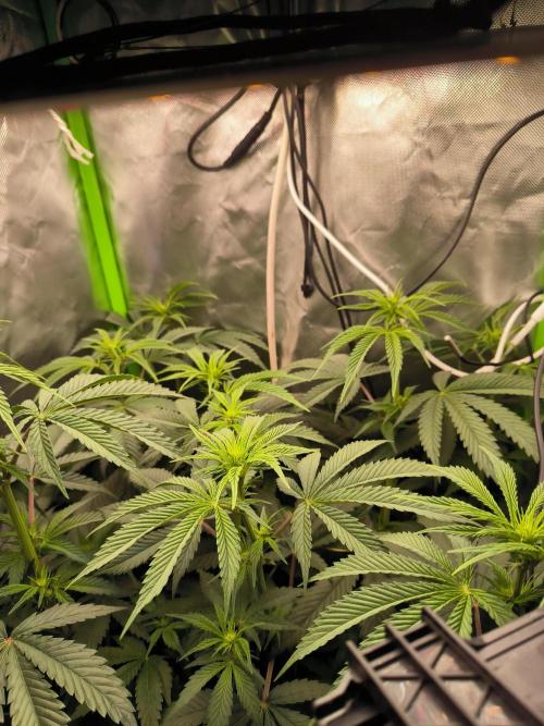 Brokolice eternity. Week 8